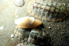 Macroschisma productum