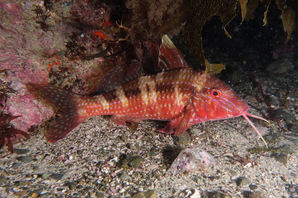 Goatfish (Intertidal and Coastal Species of the East Coast Bays ...