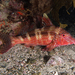 Upeneichthys porosus - Photo (c) lcolmer, μερικά δικαιώματα διατηρούνται (CC BY-NC), uploaded by lcolmer