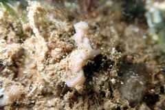 Baseodiscus delineatus