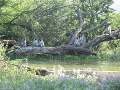 Chlorocebus pygerythrus pygerythrus