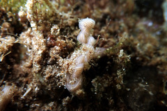 Baseodiscus delineatus