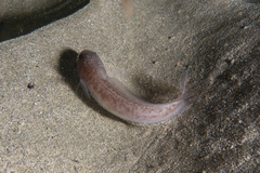 Pseudophycis breviuscula