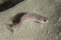 Pseudophycis breviuscula