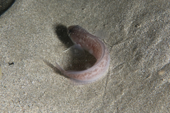 Pseudophycis breviuscula