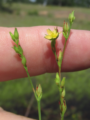 Hypericum gymnanthum