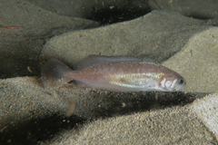 Pseudophycis breviuscula