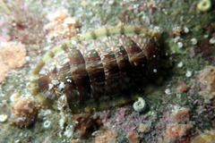 Ischnochiton smaragdinus