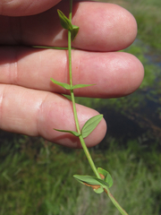 Hypericum gymnanthum