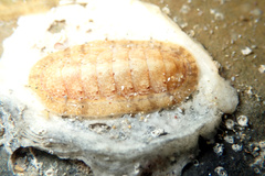 Ischnochiton cariosus