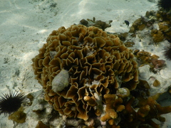 Pavona frondifera