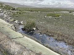 Cyperus malaccensis monophyllus