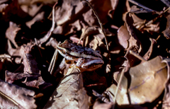 Heterixalus variabilis