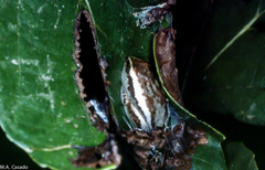Heterixalus variabilis