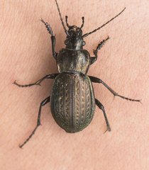Carabus cumanus