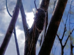 Burbunga hillieri