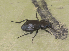 Carabus cumanus
