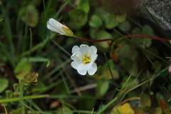 Epilobium macropus