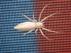 Oxyopes attenuatus