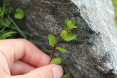 Epilobium macropus