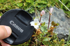 Epilobium macropus