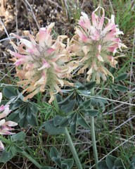 Trifolium macrocephalum