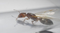 Crematogaster lorteti