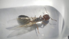 Crematogaster lorteti