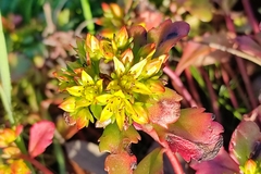 Phedimus kamtschaticus