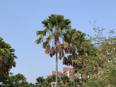 Saribus rotundifolius