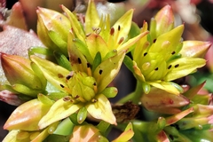 Phedimus kamtschaticus