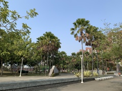 Saribus rotundifolius