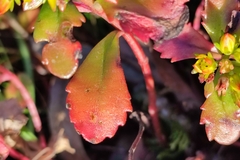 Phedimus kamtschaticus