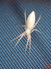 Oxyopes attenuatus