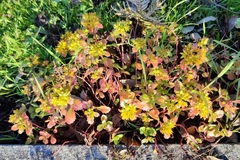 Phedimus kamtschaticus