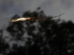 Tetragnatha mandibulata