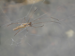Tetragnatha mandibulata