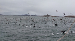 Phalacrocorax capensis