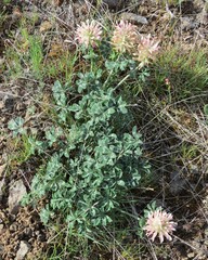 Trifolium macrocephalum