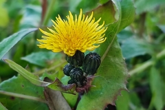 Sonchus oleraceus