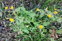 Sonchus oleraceus
