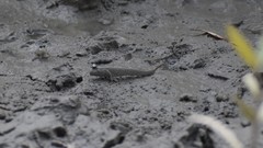 Periophthalmus novemradiatus