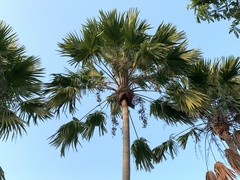 Saribus rotundifolius