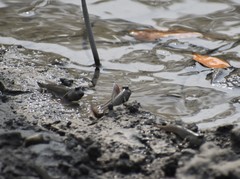 Periophthalmus novemradiatus