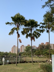 Saribus rotundifolius