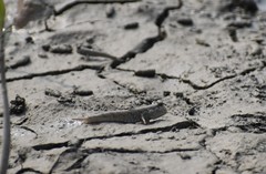 Periophthalmus novemradiatus