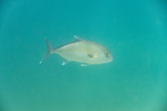 Seriola hippos