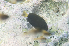 Acanthurus dussumieri