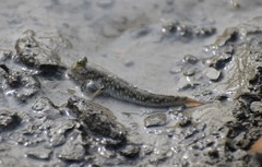 Periophthalmus novemradiatus