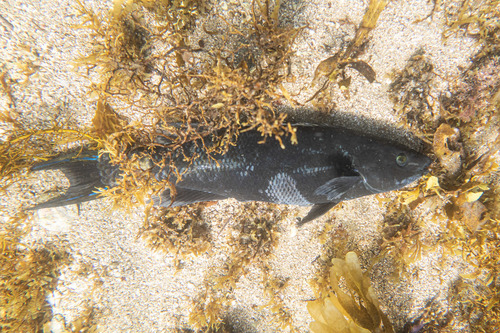 Herring cale (Olisthops cyanomelas) — Odacidae — 2
